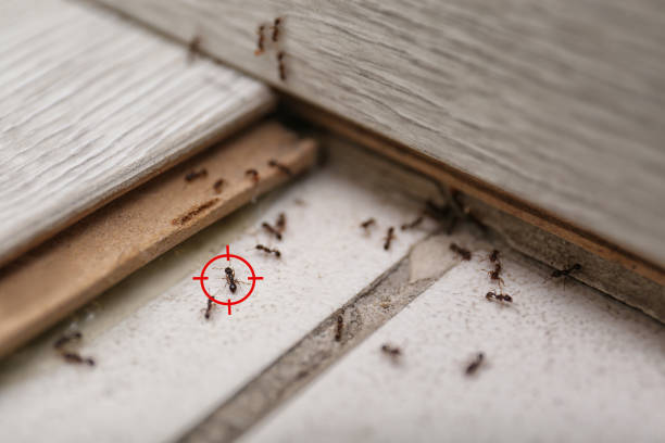 Best Pest Control for Homes  in Avery Creek, NC